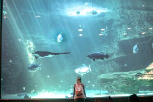aquarium 